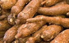 Cassava