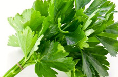 Coriander - Country