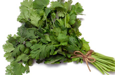 Coriander - Hybrid