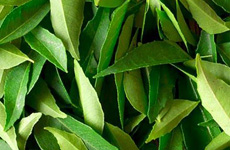 Curry Leaves