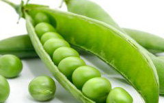 Garden Pea