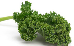 GreenCurlyKale