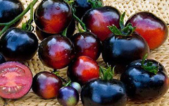 Indigo Cherry Tomato