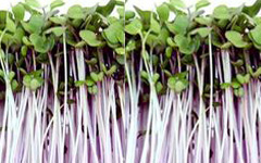 Micro Greens Kohlrabi