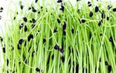 Micro Greens Onion