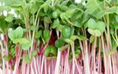 Micro Greens Red Radish