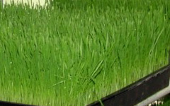 Micro Greens Wheat