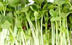 Micro Greens White Radish