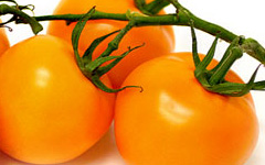 Orange Tomato