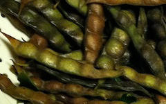 Pigeon Pea