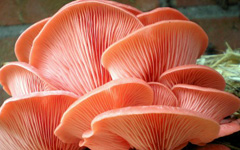 Pink Oyster Mushrooms