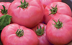 Pink Tomato