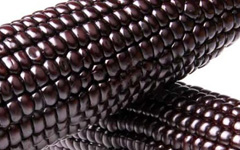 PurpleBlackCorn