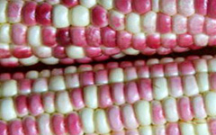 Purple and White Corn