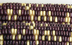 Purple and Yellow Corn