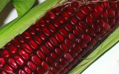 Red Corn