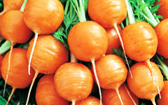 Round Parisian Carrots