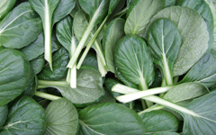 Tatsoi