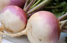 Turnip