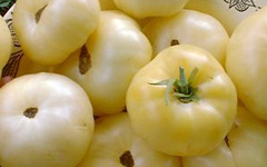 White Ice Tomato