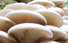 WhiteOysterMushrooms