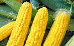 Yellow Corn