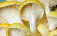 Yellow OysterMushrooms