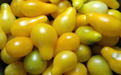 Yellow Pear Tomato