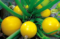 Zucchini {Ball Type}[Yellow]