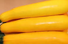 Zucchini {Guard Type}[Yellow]