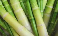 bamboo shoot