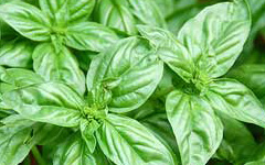 basil