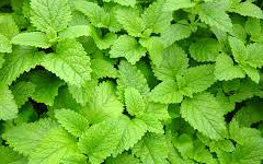 lemon balm