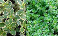 lemon thyme