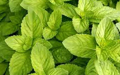 spearmint