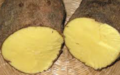 yam